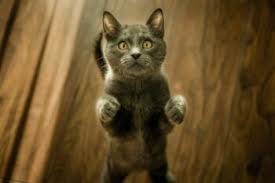 10 steps for stopping cat fights and bullying. Stop Cat Bullying The Daily Cat