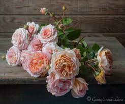Georgianna Lane David Austin Roses Rose English Roses