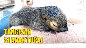Pada suatu hari ketika faiz dan kumpulannya sedang merompak sebuah kedai emas,mereka telah bertembun dengan pihak polis. Suara Anak Tupai Menangis Sepandai Pandai Tupai Melompat Akhirnya Jatuh Juga Youtube