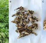 Artemisia argyi plants and its products. a The aerial part ...