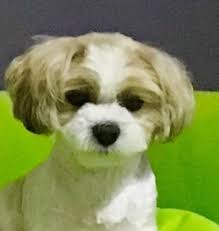 We did not find results for: Shih Tzu Maltese Malshi Puppies K9 Connection