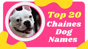 Bold or brave han (male) : Top 20 Best Chinese Names For Dogs Male And Female With Meaning 2021 Cute Chinese Dog Names Youtube