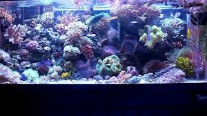 Most Simple Reef Tank 75 Gallon Reef Tank Saltwater Tank Salt Water Fish