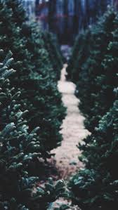 Discover this awesome collection of winter iphone 11 wallpapers. Winter Wallpapers Tumblr Christmas Wallpaper Iphone Tumblr Winter Wallpaper Iphone Wallpaper Winter