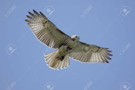Download in under 30 seconds. Juvenile Red Tailed Hawk Buteo Jamaicensis Soaring In A Blue Stock Photo Picture And Royalty Free Image Image 3662441