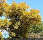 Image result for Burkea africana