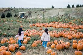 Gaver Farm Is The Fall Festival To Go To In Maryland Festival Activities Fall Festival Fall Festival Activities