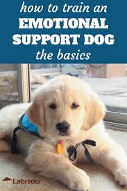 How To Train An Emotional Support Dog The Basics In 2020 Emotional Support Dog Emotional Support Dog Training Support Dog