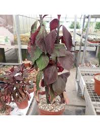 Image result for Euphorbia umbellata