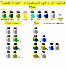 Genetics Love Birds Pet Bird Breeds African Lovebirds