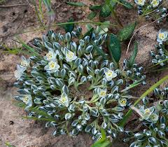 Image result for Limeum