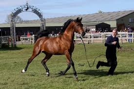 The UK In-hand Awards