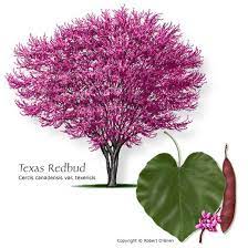 Texas redbud trees enthusiastically announce spring with a vibrant cloud of pink and purple blooms. 19 Best Texas Trees Ideas Texas Trees Plants Texas Plants
