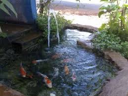 Nah…balik ke masalah filter kolam koi, kita membutuhkan filter untuk kolam koi untuk memastikan parameter air itu sesuai untuk kebutuhan ikan koi. Cara Membuat Filter Kolam Ikan Koi Kolam Ikan Koi Kolam Ikan Tanaman Air
