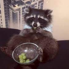 this little raccoon just really loves his grapes cute raccoon pet raccoon raccoon funny