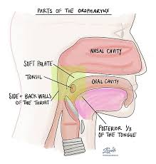 The tests and scans you have to diagnose your cancer will give some information. Non Keratinizing Squamous Cell Carcinoma Of The Tonsils And Base Of Tongue Mypathologyreport Ca