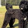 Algunos autores creen que esta raza tiene cierta relación con el irlandés kerry blue terrier. Https Encrypted Tbn0 Gstatic Com Images Q Tbn And9gcsbjtpoj34tcubeijq73ywv1ueyawx0fnfb97mazynuuzduksis Usqp Cau
