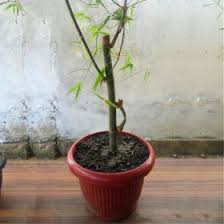 Pusaka Pring Pethuk Asli Masih Hidup Dunia Pusaka Sakti