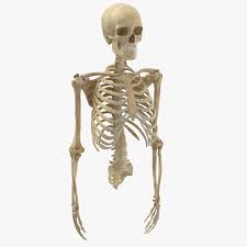 Here's why you should think again. Real Human Rib Cage Spine Male Skull Calvicle Scapula And Arms Bones Anatomy Intervertibral Disks 3d Modell Turbosquid 1657258