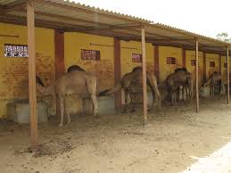 The research centre is currently conducting research on genetics, reproduction, physiology the centre's research directly effects and helps farmers in the state to adopt better agricultural practices and thus increase yield. Camel Breeding Farm Down A Block