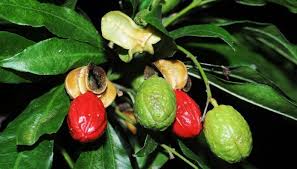 Image result for Trichilia