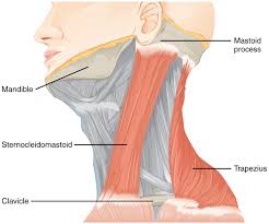 Each deltoid muscle has three heads, or distinct parts: Accessory Nerve Disorder Wikipedia