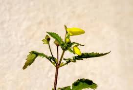 Image result for Calceolaria tripartita