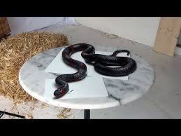 We have many lessons about these creatures, and there is still a lot of lessons about dragons ahead. Stefan Pabst Google Search Snake Drawing Drawings 3d Drawings