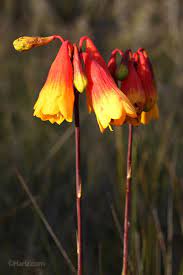 Pin On Australian Native Plants 1