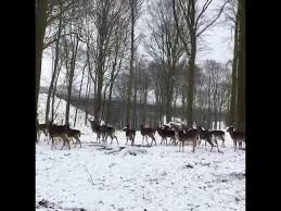 Dyrehaven i Nørreskoven 7100 Vejle