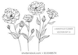 Drawing Flowers Lisianthus Flower Vector Illustration And Clip Art On White Backgrounds Comment Dessiner Une Fleur Croquis De Fleurs Illustration Florale