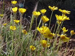 Image result for Alvesia cylindricalyx