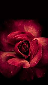 Deep Red Rose Flower Background Flowers Black Background Flower Backgrounds Red Roses