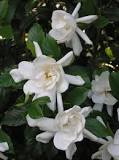 Image result