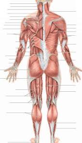 Superficial and deep anterior muscles of upper body Muscles Of Facial Expression Physiology Americorps Health