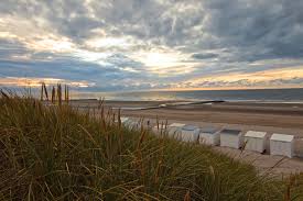 Check spelling or type a new query. Belgique Grace Au Confinement Des Plantes Poussent Sur Les Plages Desertees Plantes Epoch Times