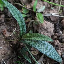 Image result for Ledebouria Unidentified sp. no6.