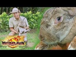 We also sell both show and pet quality rabbits. Matanglawin The Flemish Giant And Other Rabbit Breeds Youtube