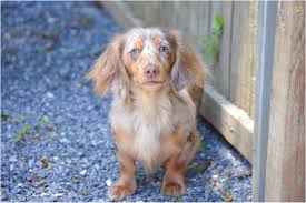 However, did you know that there is more to picking out a dachshund puppy then simply. Dachshund Puppies For Sale Near Fredericksburg Va
