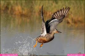 Immerse yourself of 飞鸭 情色漫画 - an adventure in sensual discovery