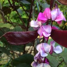 Image result for Lablab purpureus