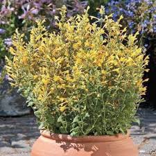 They are native to asia and northeast europe, and the. Agastache Flowers Seeds Arizona Sun Hummingbird Mint Caribbeangardenseed