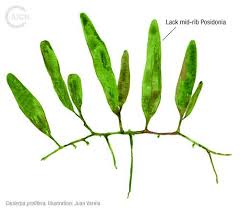 Image result for Stipularia