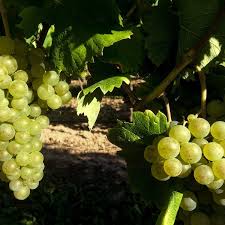 Bis sich die ersten weintrauben bilden, kann es bis zu drei jahre und länger dauern. Weinrebe Chardonnay Fur Gelbe Weintrauben Im Garten