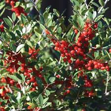 They have an enticing, cedar like aroma & thick, soft, dark green foliage. The Best Screening Shrubs For Houston