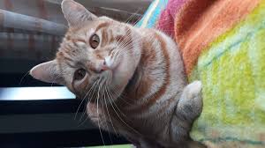 Comi a minha prima e gostei - Um segredo que vale a pena guardar