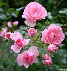 Gambar bunga yang cantik dan indah di dunia. Jual Tanaman Bunga Mawar Flori Pink Kota Batu Kembangdesa Tokopedia
