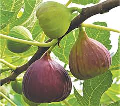 One of the first signs your figs are becoming ripe is their change in color. Gardening Why Are My Figs Not Ripening Newspaper Dawn Com
