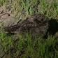 Common Poorwill Hike