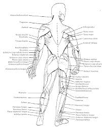 Freetrainers.com has a vast selection of exercises which are used throughout our workout plans. Physiology Identification Of Muscles On The Human Body